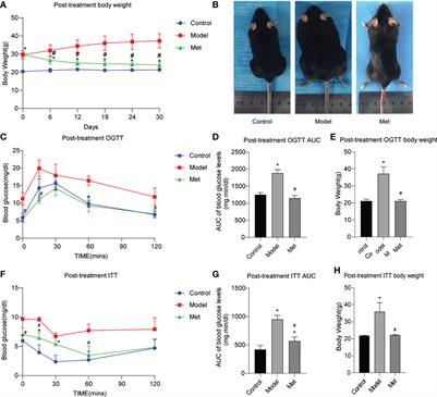 Metformin improves polycystic ovary syndrome in mice by inhibiting ovarian ferroptosis